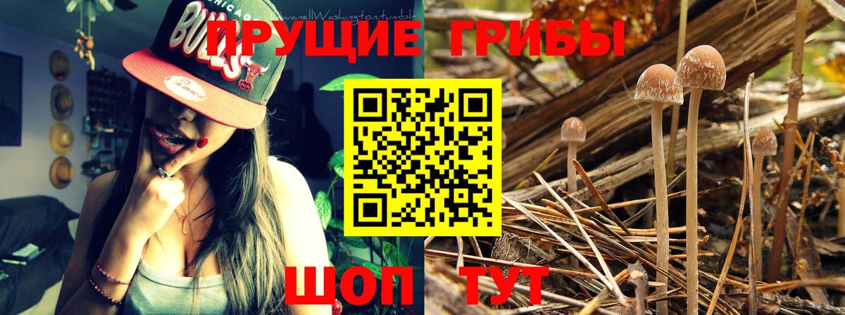Псилоцибиновые грибы Psilocybe  Вход с VPN  Дубна 